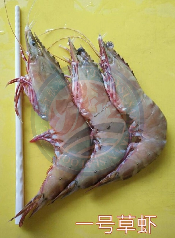 Sandakan Wild-Sea Flower/Yellow Prawn 1A+ Size ±750g 山打根 野生大海草虾/黄虾